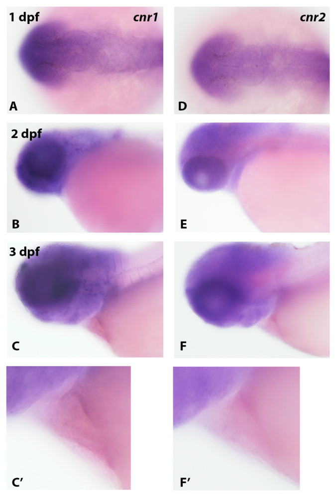 Cannabinoid receptor expression in early zebrafish development. The expression pattern of cnr1 (A–C’) and cnr2 (D–F’) in 1 dpf, 2 dpf and 3 dpf embryos was analyzed by in situ hybridization. A robust expression was observed in the head region of embryos (A–F) with an apparent lack of expression in early heart (C,C’,F,F’).