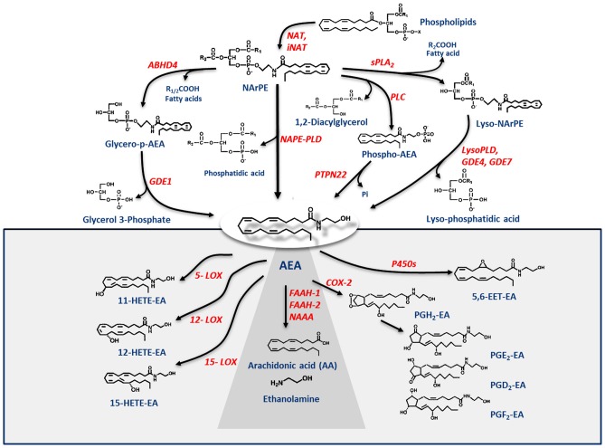 Metabolic pathways of AEA synthesis, degradation and oxidation. See text for details. Abbreviations: AEA, N-arachidonoylethanolamine (anandamide); NAT, N-acyltransferase; NAPE, N-acyl-phosphatidylethanolamine; NAPE-PLD, NAPE-specific phospholipase D; NArPE, N-arachidonoyl-phosphatidylethanolamine; ABHD4, α/β-hydrolase domain 4; GDE, glycerophosphodiesterase; PLC, phospholipase C; PTPN22, non-receptor protein tyrosine phosphatase 22; sPLA2, soluble phospholipase A2; FAAH, fatty acid amide hydrolase; NAAA, N-acylethanolamine-hydrolyzing acid amidase; COX-2, cyclooxygenase-2; LOX, lipoxygenase; P450s, cytochrome P450 monooxygenases; PG-EA, prostaglandin-ethanolamide; HETE-EA, hydroxyeicosatetraenoyl-ethanolamide (hydroxy-AEA); EET-EA, epoxyeicosatrienoyl-ethanolamide.
