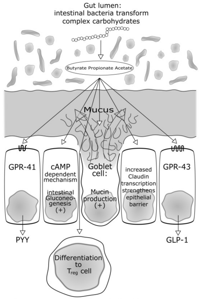 Some of the yet studied effects of short-chain fatty acids (SCFAs): (1) Peptide YY is expressed after SCFA-dependent activation via the G-Protein coupled 41 receptor (GPR-41); (2) Glucagon-like Peptide 1 (GPR-1) is expressed after SCFA-dependent activation via the G-Protein coupled 43 receptor (GPR-43). Glucagon-like Peptide 1 (GLP-1) and PYY inhibit gut motility, reduce appetite and reduce energy harvest; (3) Propionate and Butyrate activate the intestinal gluconeogenesis (IGN) via complementary mechanisms. Butyrate activates an IGN gene expression through a cAMP-dependent mechanism. Propionate, itself a substrate of IGN, activates IGN gene expression via a gut-brain neural circuit involving the fatty acid receptor FFAR3; (4) SCFA promote the formation of peripheral regulatory T cells from naive CD 4+ Cells. It is speculated that SCFAs, especially Butyrate, are inhibitors of some histone deacetylases. An acetylation of Histone 3 promotes the expression of the T regulatory (reg) specific transcription factor Fox P3; (5) Intestinal mucin synthesis. In cultures of human goblet cell-like LS174T cells, Butyrate, as well as propionate, induce an increase in MUC2 mRNA levels; (6) Protective effects of butyrate for the endothelial barrier. Butyrate decreases the molecular permeability of the intestinal barrier. Butyrate acts through increasing Claudin-1 transcription by facilitating the association between SP1 (transcription factor) and the Claudin-1 promoter.