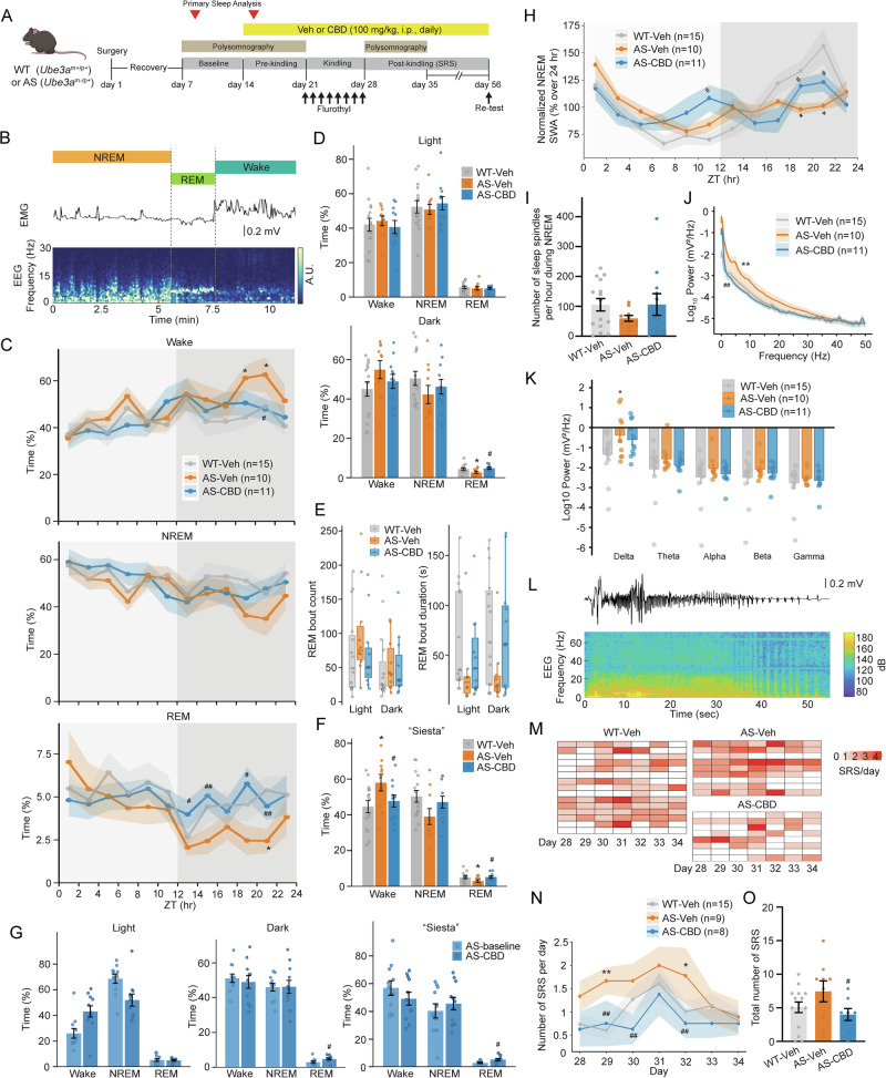 CBD corrects sleep deficits and reduces spontaneous seizures in AS model mice.A Schematic of experimental design. B Representative vigilance states segmentation based on EMG and EEG. C Percent of wake, NREM, and REM time of WT-Veh, AS-Veh, and AS-CBD mice in 2 h bins across 24 ZT. D Percent of wake, NREM, and REM time of WT-Veh, AS-Veh, and AS-CBD mice summarized during the light or dark cycle. E REM sleep bout count and bout duration during light and dark cycles. F Percent of wake, NREM, and REM time of WT-Veh, AS-Veh, and AS-CBD mice during the “Siesta” period (i.e., ZT 18–22). G Percent of wake, NREM, and REM time of AS mice before (baseline) and after CBD treatment during the light, dark, and “Siesta” period. H Normalized NREM SWA as a percentage of 24 h mean, grouped into WT-Veh, AS-Veh, and AS-CBD. I Number of sleep spindles per hour of NREM sleep in WT-Veh, AS-Veh, and AS-CBD mice. J Power spectral density (PSD, 0–50 Hz) of WT-Veh, AS-Veh, and AS-CBD mice averaged across 24 ZT. K Sum of total powers within each frequency band of delta (0.5–4 Hz), theta (4–8 Hz), alpha (8–12 Hz), beta (12–30 Hz), and gamma (30–70 Hz) from WT-Veh, AS-Veh, and AS-CBD mice. L Representative spontaneous electrographic seizure showing initiation, evolution, termination, and postictal suppression accompanied with its spectrogram. M Number of spontaneous recurrent seizures (SRS) and N their average per day. O Total number of SRS over 7 days post flurothyl kindling in WT-Veh, AS-Veh, and AS-CBD mice. Data were presented as (C, D, F, G, H, I, J, K, N, O) mean ± standard error or E median with interquartile range and analyzed using the Kruskal-Wallis test followed by Dunn’s post hoc comparison (C, D, E, F, J, K), Wilcoxon signed-rank test (G), or one-way ANOVA followed by post hoc Tukey’s test (H, I, N, O). *p < 0.05 and **p < 0.01 compared to WT-Veh. #p < 0.05 and ##p < 0.01 compared to AS-Veh (C, D, F, H, J, N, O) or AS-baseline (G).