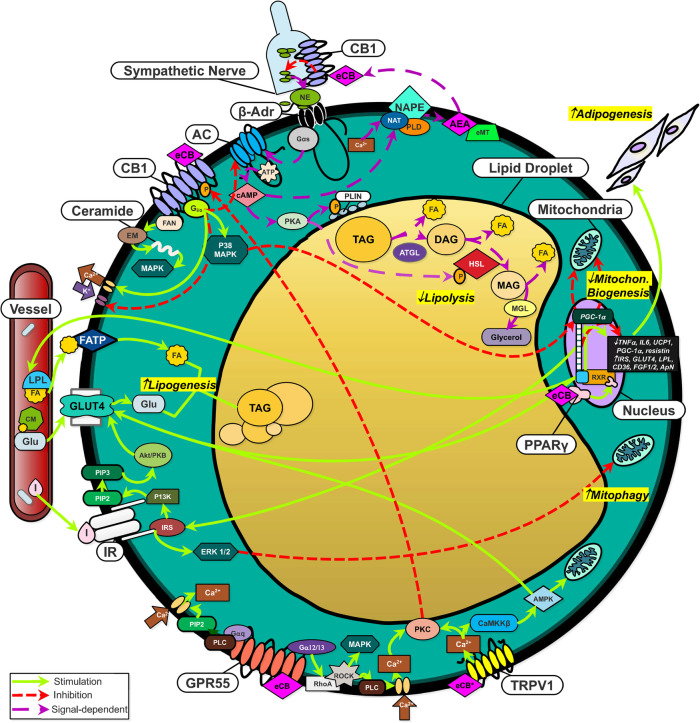 The ECS promotes energy conservation and reduces lipolysis in mature white adipocytes. Lipolysis: CB1 activation on the adipocyte surface inhibits the activity of the lipolytic enzymes HSL and PLIN, while CB1 activation in autonomous nerves limits the release of catecholamines, the primary ligand for β-adrenergic receptors. Lipogenesis and adipogenesis: eCBs bind and activate PPARγ directly, enhancing transcription of pro-lipogenic and pro-adipogenic genes: Improved expression of GLUT4 and LPL leads to greater levels of lipogenesis. Mitochondrial biogenesis: CB1 activation suppresses the activity of the transcriptional coactivator PGC-1α; the principal inducer of mitochondrial biogenesis. Abbreviations: 5′ AMP-activated protein kinase (AMPK), Adenosine triphosphate (ATP), Adenylyl cyclase (AC), Adipose triglyceride lipase (ATGL), Anandamide (AEA), Beta adrenergic receptor (β-ADR), Calcium (Ca2+), Calcium/calmodulin-dependent protein kinase kinase 2 (CaMKKβ), Cannabinoid receptor 1 (CB1), Chylomicron (CM), Cyclic adenosine monophosphate (camp), Diacylglycerol lipase (DAG), Endocannabinoid membrane transporter (EMT), Extracellular signal-regulated kinase (ERK1/2), Factor associated with neutral sphingomyelinase activation (FAN), Fatty acid (FA), Fatty acid transport protein (FATP), G alpha subunit (Gαs), G protein-coupled receptor 55 (GPR55), Gi protein subunit o (Gi/o), Glucose (GLU), Glucose transporter type 4 (GLUT-4), Guanine nucleotide binding protein subunit 12/13 (Gα12/13), Guanine nucleotide binding protein subunit q (GαQ), Hormone-sensitive lipase (HSL), Insulin (I), Insulin receptor (IR), Lipoprotein lipase (LPL), Mammalian target or rapamycin complex 1 (MTORC1), Mitogen-activated extracellular signal-regulated kinase (MEK), Mitogen-activated protein kinase (MAPK), Monoacylglycerol (MAG), Monoglyceride lipase (MGL), N-Acyltransferase (NAT), NAPE-phospholipase D (PLD), N-Arachidonyl phosphatidylethanolamine (NAPE), Neutral sphingomyelinase (EMN), Norepinephrine (NE), Perilipin (PLIN), Peroxisome proliferator-activated receptor gamma (PPARγ), Phosphatidylinositol 4,5 bisphosphate (PIP2), Phospholipase C (PLC), Phosphorylation (P), Potassium (K+), PPAR-gamma coactivator 1α (PGC-1α), Protein kinase A (PKA), Protein kinase B (Akt/PKB), Protein kinase C (PKC), Ras homolog family member A (RHOA), Retinoid X receptor (RXR), Rho-associated protein kinase (ROCK), Sphingomyelin (EM), Triacylglycerol (TAG), Tuberous sclerosis complex 2 (TSC2), Vallinoid receptor 1 (TRPV1)