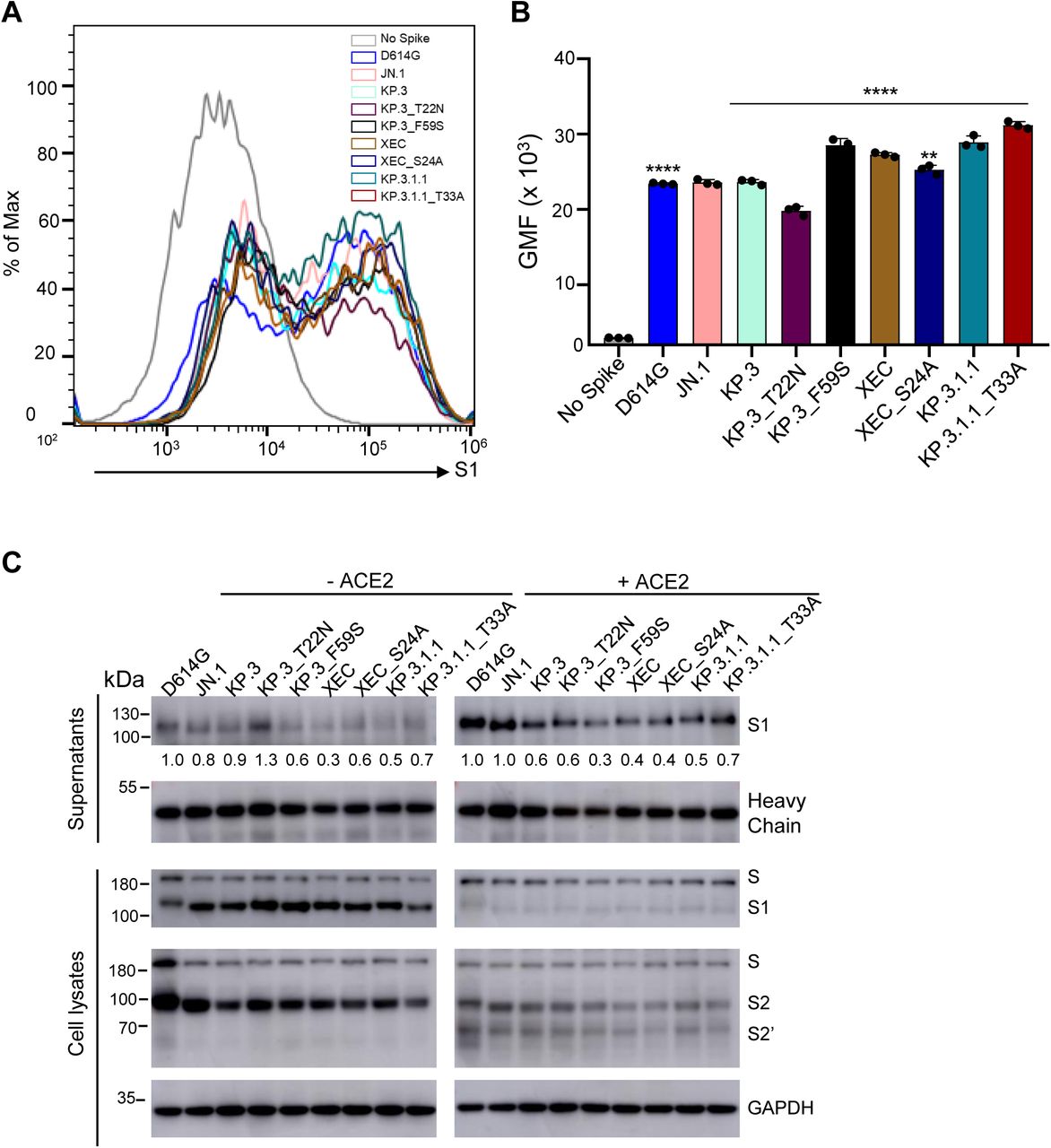 The surface expression, processing, and S1 shedding of XEC spike and related variants.(A-B) Surface expression of spikes on the membrane of HEK293T cells was determined using flow cytometry using anti-S1 antibody. (A) Representative histograms and (B) plots of averaged geometric mean fluorescence intensity (GMFI) are depicted. Plots represented geometric mean fluorescence intensities with standard deviation. Significance in (B) was determined using repeated measures one-way ANOVA and represented as ****p < 0.0001.(C) Spike expression in transfected cells and S1 shedding. HEK293T cells were transfected with spike constructs of interest and treated with or without sACE2 (10 μg/ml) for 4 h. Cell culture media and lysates were collected, with shed S1 proteins being immunoprecipitated with an anti-S1 antibody. Cell lysates with or without sACE2 were blotted with anti-S2, anti-S1 and anti-GAPDH antibodies, and relative signals were quantified by NIH ImageJ (30) by setting the value of JN.1 to 1.0. Images from one representative experiment are shown.
