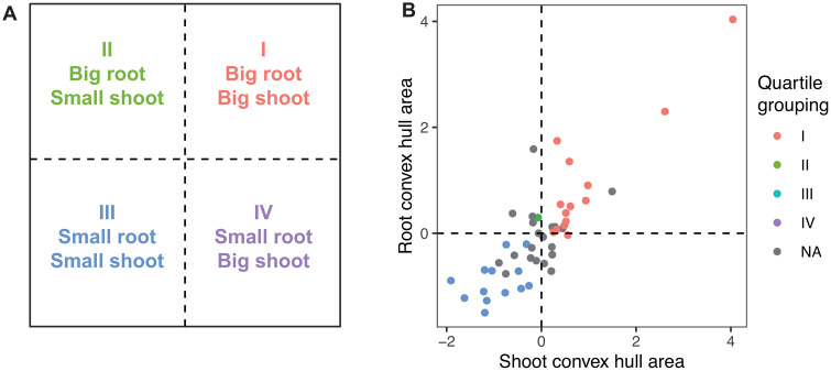 Hemp genotype quadrant grouping by root and shoot size traits.(A) Quadrant designations assigned based on 50th percentiles for multiple root and shoot size traits (Root biomass, total root length, root convex hull area, shoot biomass, shoot convex hull area, shoot height). (B) Normalized root and shoot convex hull data with the multiple trait quadrant color assignment. If a genotype did not fulfill the requirements of 50th percentiles for each trait then they were grouped as NA.