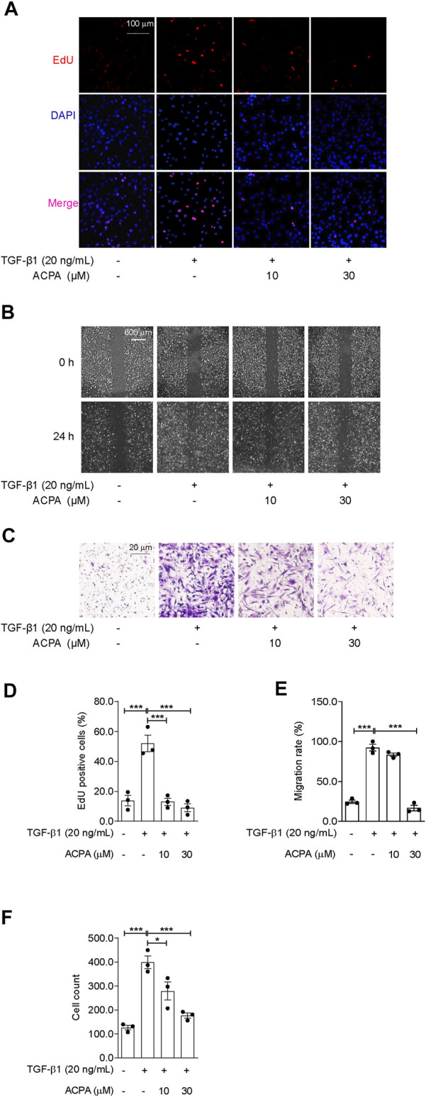 ACPA subdued the cell proliferation and migration of primary lung fibroblasts triggered by TGF-β1. The cell proliferation, migration, and motility of TGF-β1-challenged fibroblasts were detected by EdU cell proliferation assay, scratch wound migration assay, and Transwell migration assay, respectively. Primary mouse lung fibroblasts were pretreated with vehicle or ACPA (10, 30 μM) 0.5 h before TGF-β1 stimulation. (A) Representative fluorescence images of EdU staining, nuclei: DAPI (blue), and proliferating cell: EdU + (red). (B) Representative images of scratch wounds taken at 24 h after scratch injury in scratch wound migration assay. (C) Representative images of the migrated fibroblasts in Transwell migration assay. (D) The ratio of proliferating positive cells in EdU cell proliferation assay. (E) Quantification of cell migration by measuring the area of the injured region compared with TGF-β1-challenged fibroblasts. (F) Cell counting of the migrated fibroblasts in Transwell migration assay. Values are mean ± SEM from three independent experiments; *p < 0.05, **p < 0.01, and ***p < 0.001.