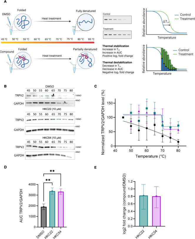 (A) Schematic of the CETSA workflow with compound treatment in lysate and analysis via immunoblotting. Protein stabilization can be quantified by the change in melting temperature (T m) between control and compound treatment for sigmoidal melt curves or by comparison of the relative AUC for nonsigmoidal melt curves. (B) Immunoblot CETSA results from treating MDA-MB-231 cell lysate with 10 μM HKC22, HKC54, and vehicle control. Subsequently, lysates were subjected to a temperature gradient between 45 and 80 °C, with steps every 5 °C. (C) CETSA TRPV2 protein level, normalized to GAPDH level, quantified (n = 3 of independent experiments, data presented as mean ± SEM). (D) Absolute AUC values of the TRPV2 level, normalized to the GAPDH level, following either vehicle (DMSO) or compound treatment with HKC22 and HKC54. Statistical significance was calculated with one-way ANOVA and Tukey’s multiple comparisons test. **p < 0.01. (E) Relative increase in AUCs of TRPV2 level following compound treatment with HKC22 and HKC54, denoting protein stabilization, presented as a log2 FC increase relative to DMSO.
