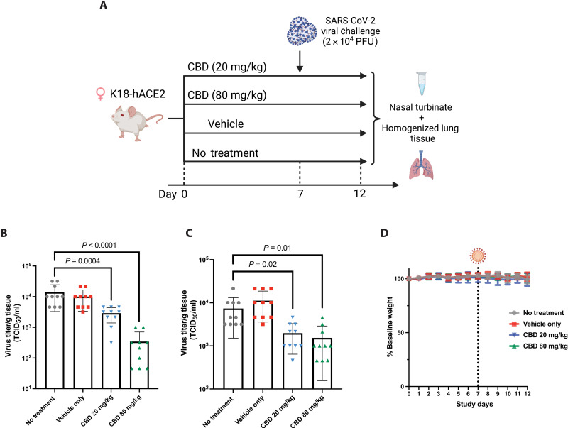CBD inhibits SARS-CoV-2 replication in mice.(A) Timeline of the mouse experiment. (B) Viral titer in lungs from all animals measured 5 days after viral challenge (day 12). TCID50, median tissure culture infectious dose. (C) Viral titer in nasal turbinates from all animals measured 5 days after viral challenge (day 12). (D) Weight measurements of mice in each treatment group (n = 10) during the study. The body weight of each mouse is normalized to its weight measured at day 0. All animals were challenged with SARS-CoV-2 by intranasal instillation at day 7.