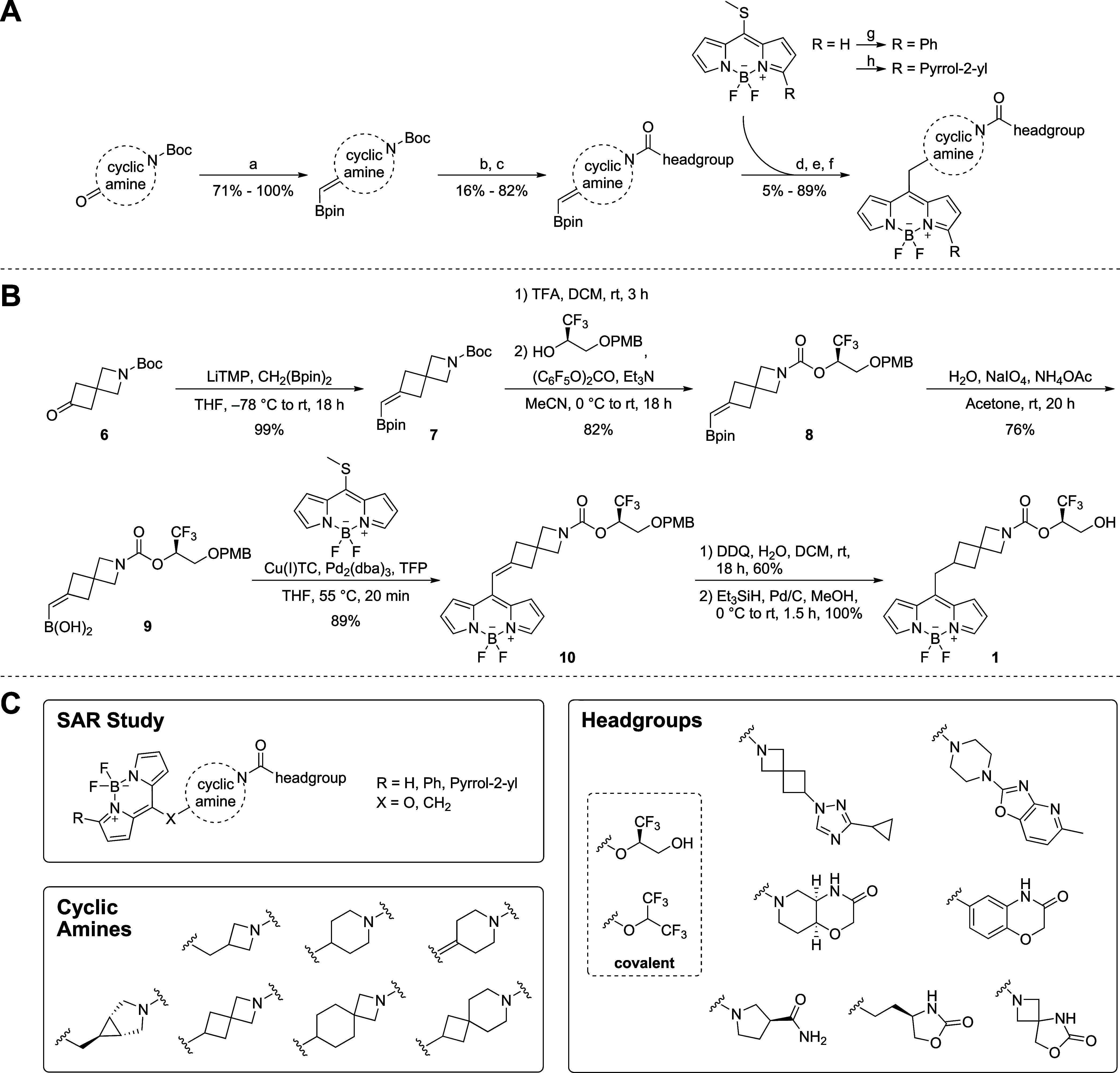Synthetic Access to BODIPY MAGL Probes(A) General synthetic approach for 8-methylene substituted fluorescent BODIPY MAGL probes involves two key connection steps. The first step is the formation of an amide or urea (non-covalent inhibitor) or carbamate (covalent inhibitor) to connect the headgroup to the cyclic amine and the second step is a Liebeskind–Srogl cross-coupling (LSCC) reaction to attach the BODIPY moiety. Reaction conditions: (a) LiTMP, CH2(Bpin)2, THF, –78 °C to rt, 18 h. (b) TFA/DCM 1:4, rt, 3 h. (c) Various coupling reactions using activated carbamates (see SI for further information). (d) H2O, NH4OAc, NaIO4, acetone, rt, 16–24 h. (e) Cu(I)TC, Pd2(dba)3, TFP, THF, 55 °C, 10–90 min. (f) Et3SiH, Pd/C, MeOH, 0 °C to rt, 10–120 min. (g) PhNH2, t-BuONO, MeCN, 40 °C, 16 h. (h) Neat pyrrole, MW, 150 °C, 2–3 h. (B) Synthesis of irreversible, covalent compound 1. Reaction conditions and yields are indicated in the synthetic sequence. (C) Overview of the examined SAR (for complete structures and SAR data see SI, Figure S1).