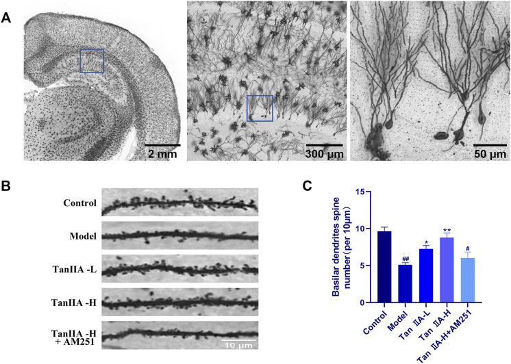 Golgi-Cox staining. (A) Golgi-Cox staining pattern diagram: Dendritic spines on neurons are made visible. (B) Changes in dendritic spine density of neurons in each group: Higher number of dendritic spines in the control group; reduced in the model group; number rebounded after Tan IIA treatment in a dose-dependent manner; lower number of dendritic spines in AM251 (C) Neuronal dendritic spine density: model (##p < 0.01) vs. control; Tan IIA-L + AM251 groups (#p < 0.05) vs. control; Tan IIA-L (*p < 0.05) vs. model; Tan IIA-H (**p < 0.01) vs. model.