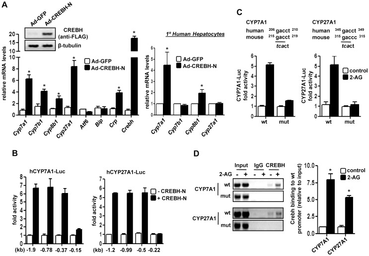 Transcriptional regulation of bile acid enzyme genes by Crebh. (A) Mice (n = 5) or primary human hepatocytes (n = 3) were infected with indicated adenoviruses for 96 hrs. Liver tissues were obtained and protein and total RNA was extracted for western blot and qPCR analyses, respectively. *p<0.05 vs. Ad-GFP group. (B) HepG2 cells were co-transfected with CREBH-N and different CYP7A1-Luc and CYP27A1-Luc promoter constructs, and luciferase assay was performed. (C–D) HepG2 cells were transfected with wild type (wt) or CREBH-mutant (mut) constructs of CYP7A1-Luc or CYP27A1-Luc followed by 2-AG-ether treatment for 12 hrs and luciferase assay was performed (D) or immunoprecipitation of HepG2 chromatin from cells exposed to DMSO (control) or 2-AG-ether was performed with IgG or Crebh antibody (E). Promoter regions were amplified by PCR, as depicted. Percentage of DNA immunoprecipitated with Crebh antibody relative to input chromatin was quantified by qPCR. *p<0.05 vs. control. Data represents mean ± SE.