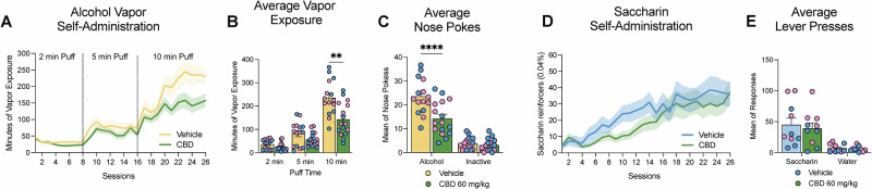 CBD effects on voluntary alcohol vapor and saccharin self-administration.A Time course of alcohol vapor self-administration for CBD (green) and vehicle (yellow); two-way repeated measures ANOVA: significant time × treatment interaction (F(25,725) = 2.421, p = 0.0001). B Average vapor exposure (2-min, 5-min, 10-min phases); two-way ANOVA: significant exposure time × treatment interaction (F(2,58) = 7.989, p = 0.0009), Holm-Sidak post-hoc: CBD reduced 10-min phase (p = 0.0041 vs. vehicle), no effect at 2-min or 5-min. C Average responses in the alcohol-paired and inactive nose pokes for vehicle and CBD treated animals during the last 3 days of the 10 min phase; two-way ANOVA: significant nose-poke × treatment interaction (F(1,29) = 12.78, p = 0.0013), Holm-Sidak post-hoc: CBD reduced nose pokes only in the alcohol-paired side (p = 0.0001 vs. vehicle). D Time course of saccharin self-administration for CBD (green) and vehicle (light blue); two-way repeated measures ANOVA: no treatment effect (F(1,18) = 0.9202, p = 0.3501) or time × treatment interaction (F(25,450) = 0.8611, p = 0.6609). E Average responses in the saccharin and water paired levers for vehicle and CBD treated animals during the last 3 days of the study. No lever x treatment interaction (F(1,18) = 0.087, p = 0.77), significant main effect of lever (F(1,18) = 25.51, p = 0.0001). Individual data points for male (blue circles) and female (pink circles) rats are shown. Data as mean ± SEM. **p < 0.01.