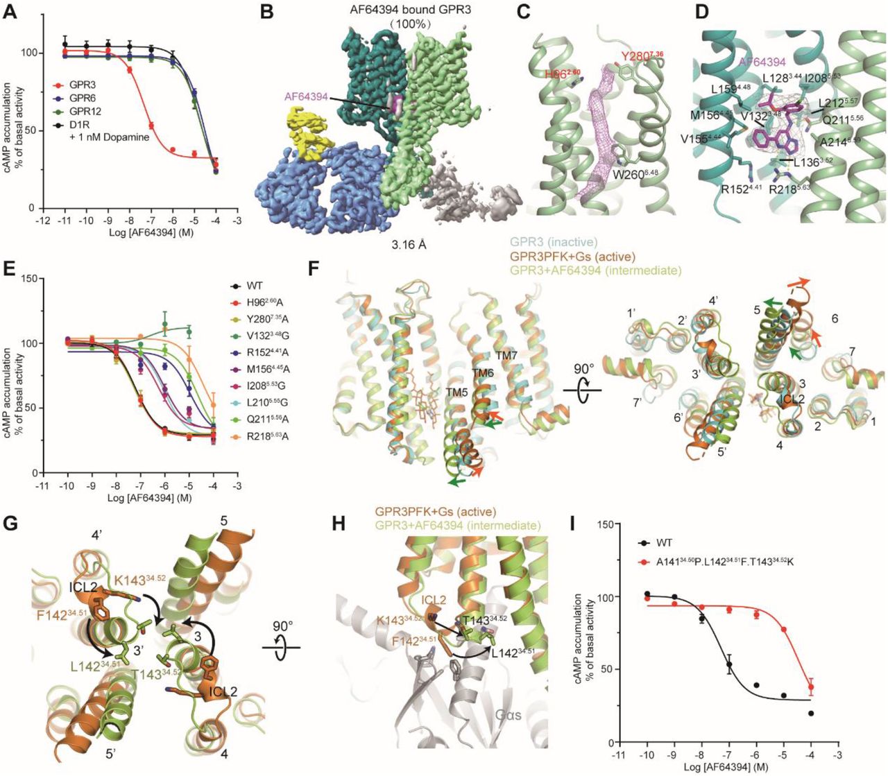 Structural and functional characterization of AF64394 binding to GPR3(A) cAMP accumulation assay showing the effect of AF64394 on GPR3, GPR6, GPR12, and D1R in the presence of 1 nM dopamine.(B) Cryo-EM map of AF64394-bound GPR3, highlighting the ligand (magenta), GPR3-BRIL (green and cyan), anti-BRIL Fab (blue) and an anti-Fab nanobody (yellow). The Fab and nanobody are poorly defined in one protomer, with the corresponding map colored in grey.(C) EM density of the endogenous lipid shown in magenta mesh, with key interacting residues H962.60, Y2807.36, and W2606.48 represented as sticks.(D) Close-up view of the AF64394 binding pocket. The EM density map for AF64394 is shown in grey mesh. Yellow dash line indicates hydrogen bonds.(E) cAMP accumulation assay in Expi293F cells expressing WT or mutant GPR3, showing the effect of site-specific mutations on the AF64394 response.(F) Superposition of inactive GPR3, active GPR3PFK, and AF64394-bound GPR3 intermediate structures, revealing conformational changes upon AF64394 binding.(G) Comparison of the active state and the AF64394-bound state of GPR3, showing a shift in ICL2 from an α-helical to a random coil structure.(H) Close-up view of interactions between the α-helical structure of ICL2 with Gαs in the active state. The transition of ICL2 to a random coil structure upon AF64394 binding disrupts Gs coupling.(I) cAMP accumulation assay in Expi293F cells expressing WT or triple-mutant GPR3PFK, demonstrating altered AF64394 response.