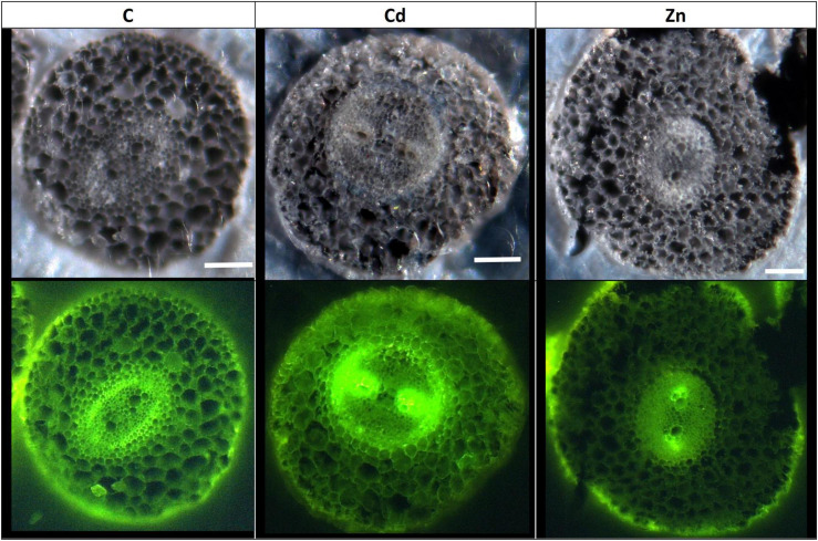 Confocal microscope observation of hemp root sections (60 μm) (Axioscope 2 MOT, 405 nm). Plants were exposed for 1 week to Cd (20 μM) or Zn (100 μM) (C: control plants not exposed to HM). Fluorescence highlights lignified areas (yellow). Scale bar: 100 μm.