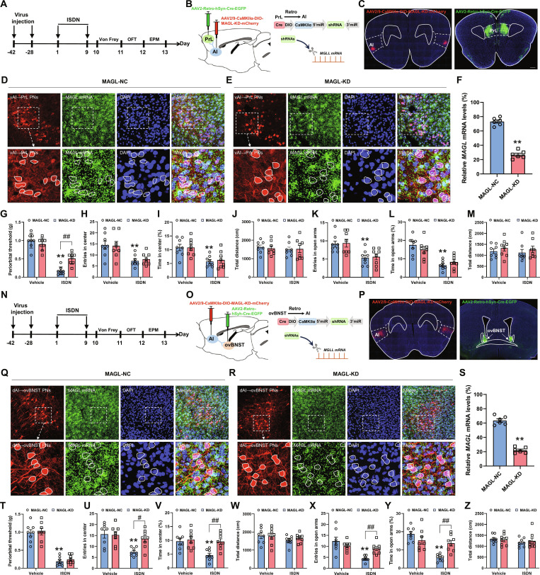 Knocking down MAGL in vAI-PrL and dAI-ovBNST synapses ameliorates headache and comorbid anxiety, respectively. (A to C and N to P) Experimental schedule for MAGL knockdown in vAI-PrL (A and B) and dAI-ovBNST (N and O) synapses, viral injections, and behavioral tests. Representative images show mCherry-expressing neurons in the AI (C and P) and EGFP-expressing neurons in PrL (C) and ovBNST (P). Scale bars, 500 μm. (D to F and Q to S) RNAscope and immunofluorescence costaining show the effective knockdown of the expression of MAGL mRNA in vAI-PrL (D to F) and dAI-ovBNST (Q to S) circuits. Dotted coils indicate neurons infected with AAV viruses. Scale bars, 100 μm (top) or 20 μm (bottom). (G and T) Von Frey tests show effects of MAGL-KD in vAI-PrL (G) or dAI-ovBNST (T) on cephalic cutaneous allodynia. (H to M and U to Z) OFT (H to J and U to W) and EPM tests (K to M and X to Z) show effects of MAGL-KD in vAI-PrL (H to M) or dAI-ovBNST (U to Z) on anxiety-like behaviors. MAGL-NC, MAGL noncoding control; MAGL-KD, MAGL knockdown. The data are presented as the mean ± SEM. **P<0.01 versus MAGL-NC (F and S). *P<0.05, **P<0.01 versus Vehicle + MAGL-NC (G to M and T to Z). Detailed statistical results are provided in Table S1.