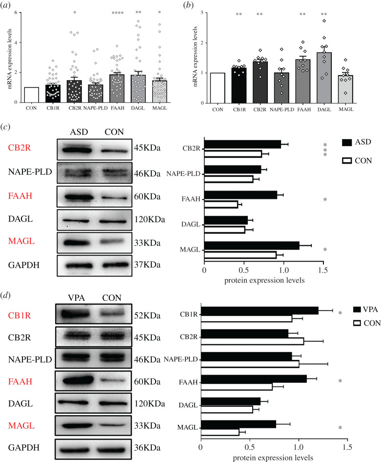 The components of eCB system expression levels in cases and controls. (a) Relative mRNA expression levels normalized to GAPDH in PBMCs of participants (n = 36 children per group). (b) Relative mRNA expression levels normalized to GAPDH in hippocampus of rats (n = 9 pups per group). (c) Relative protein expression levels normalized to GAPDH in the PBMCs of participants (n = 27 children per group); while CB1R protein expression was not detected. (d) Relative protein expression levels normalized to GAPDH in the hippocampus of rats (n = 9 pups per group). Specificities of monoclonal antibodies (except for CB1R: polyclonal antibody). Data represented as means ± s.e.m. *p < 0.05, **p < 0.01, ***p < 0.001, ****p < 0.0001 from paired student's t-test.