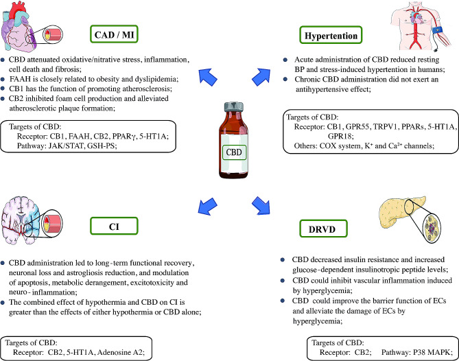 Therapeutic effects and mechanisms of CBD in common VDs. BP, blood pressure; CBD, cannabidiol; CB1, cannabinoid receptor 1; CB2, cannabinoid receptor 2; CAD, coronary artery disease; CI, cerebral infarction; DRVD, diabetes-related vascular disease; EC, endothelial cell; GPR55, G protein coupled receptor 55; GPR18, G protein coupled receptor 18; FAAH, fatty acid amide hydrolase; MI, myocardial infarction; PPAR γ, peroxisome proliferation activated receptor γ; PPAR s, peroxisome proliferation activated receptor s; TRPV1, transient potential vanilloid channel 1; VD, vascular disease; 5-HT1A, 5-hydroxytryptamine 1 A receptor;