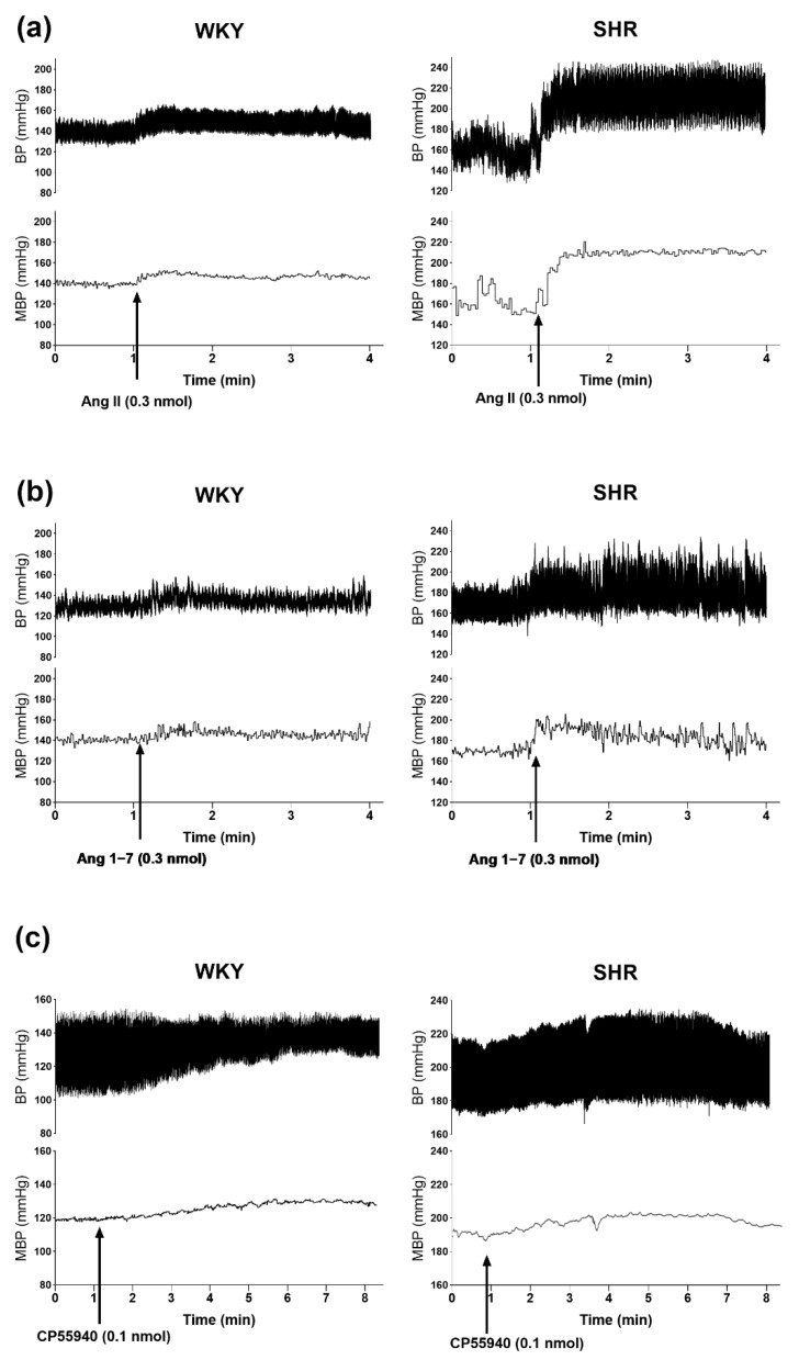 Representative original traces of the pressor effects of angiotensin II (a), angiotensin 1–7 (b) and CP55940 (after i.v. administration of AM251) (c) injected into the paraventricular nucleus of hypothalamus (PVN) on blood pressure (BP) and mean blood pressure (MBP) in conscious Wistar Kyoto (WKY) and spontaneously in hypertensive rats (SHR). Arrows show the moment of application of the particular agonist.