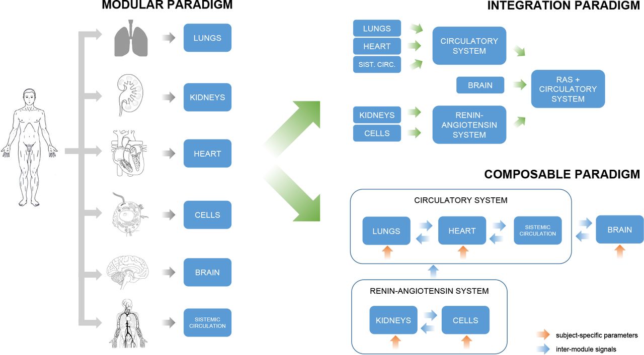 Modular paradigms are used to break organism complexity into simpler components which can be analysed and modeled independently (left). Integrating different modules requires an overwhelming amount of work in merging one after the other multiple systems together, and in tuning and validating the final model (top right). Composable criteria favor a dynamic and adaptable selection of different components allowing researchers to primarily focus on modeling the relationships between modules (bottom right).Illustrations adapted from The Sourcebook of medical illustration [20]