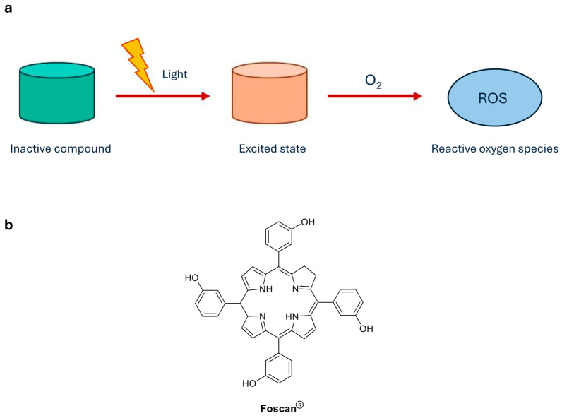 (a) Photodynamic therapy. PDT combines a photosensitizer with localized visible light irradiation to generate singlet oxygen and other reactive species that induce confined cell death; (b) Chemical structure of the clinically approved agents Foscan® [16].
