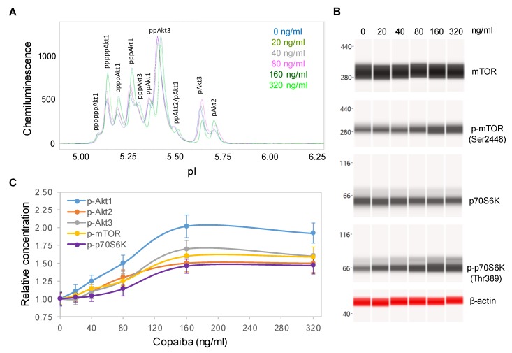 Dose-dependent positive regulation of the PI3K/Akt/mTOR signaling pathway by copaiba essential oil. (A) Pan-Akt profiles and (B) expression levels of the mTOR and p70S6K phosphoisoforms as functions of copaiba essential oil dose. (C) Relative concentrations of the Akt1 (blue), Akt2 (orange), Akt3 (gray), mTOR (yellow), and p70S6K (purple) phosphoisoforms as functions of copaiba essential oil dose. The relative concentration describes the fold change in a protein phosphoisoform after treatment compared to the control condition. The error bars are the standard deviations of six repeated measurements per experimental condition. SH-SY5Y cells were treated with various concentrations of copaiba essential oil for 30 min.