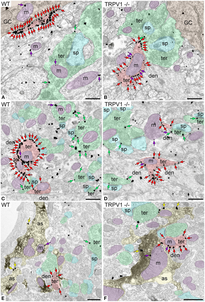 CB1R localization in the inner 1/3 ML of WT and TRPV1−/− mice. Pre-embedding immunogold method for electron microscopy. CB1R immunoparticles (arrows) are localized to inhibitory terminals (ter, red arrows, red shading), excitatory terminals (ter, green arrows, green shading), and mitochondrial outer membranes (m, purple arrows, purple shading) in WT (A,C) and TRPV1−/− (B,D). CB1R particles are also on membranes of GFAP positive astrocytic processes (as, yellow arrows, yellow shading) in WT (E) and TRPV1−/− (F). Combined pre-embedding immunoperoxidase and immunogold method. sp, dendritic spine; den, dendrite; GC, granule cell. Scale bars: 0.5 μm.
