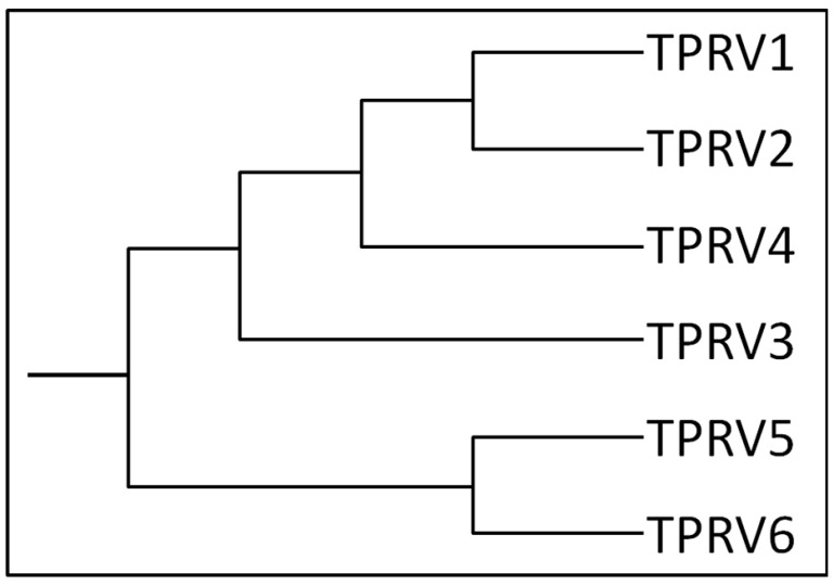 Human TRPV channel subfamily dendrogram. The schema shows a graphical phylogenetic reconstruction of the TRPV subfamily, created from the alignment and phylogenetic reconstruction obtained after using ClustalW.