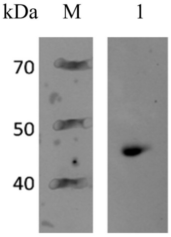 Western blot of the tetracyclin-induced cell lysate of E. coli ECO854. Lane 1, HGFPuv_CBDLysL; M, PageRuler Broad Range Protein Ladder (Thermo Scientific)