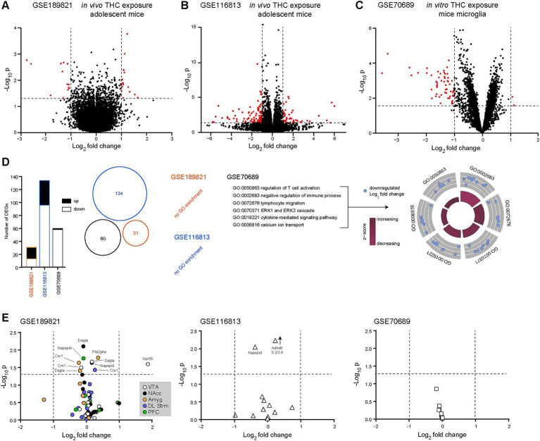 GPR55 is significantly upregulated in the ventral tegmental area of adolescent mice following chronic in vivo THC exposure. (A) Volcano plot comparing transcript expression in adolescent mice chronically treated (3 weeks) with vehicle to THC (10 mg/kg/day), extracted from the GSE189821 dataset (Zuo et al., 2022). (B) Volcano plot comparing transcript expression in adolescent mice chronically treated (3 weeks) with vehicle to THC (8 mg/kg/day), extracted from the GSE116813 dataset (Jouroukhin et al., 2019). (C) Volcano plot comparing transcript expression in mice microglia treated in vitro with THC (10 μM for 2 h) or control (untreated), extracted from the GSE70689 dataset (Juknat et al., 2013). Red dots indicate significantly up- or down-regulated transcripts. Horizontal bars represent the significant threshold, set at p = 0.05 (−log10(p) = 1.3). vertical bars represent the threshold for significant differences in transcript expression, with either down- (<−1) or up- (>1) regulated transcripts. (D) Histograms (left), Venn diagram (middle) and gene ontology (biological processes) plots (right) showing no overlap between the significantly differentially expressed transcripts for the three datasets. In both GSE186821 and GSE116813, no biological processes were returned. However, in GSE70689, gene ontology (GO) analysis revealed several biological processes that are affected by THC exposure. Of interest, transcripts involved in neuro-inflammation and neurophysiology. (E) Out of the 12 transcripts of interest involved in the eCB system, only GPR55 was significantly upregulated in the ventral tegmental area of adolescent mice exposed chronically to THC. Amyg, amygdala; DL Strm, dorsolateral striatum; NAcc, nucleus accumbens; PFC, prefrontal cortex; VTA, ventral tegmental area; GO, gene ontology; THC, Δ-9 tetrahydrocannabinol.