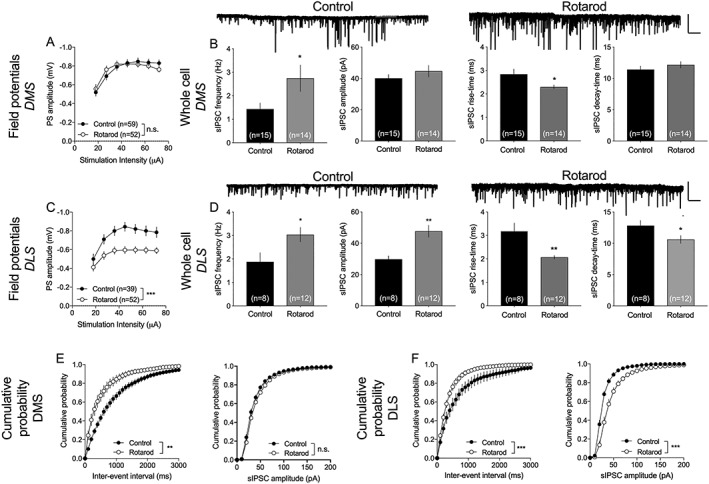 Training on the rotarod produces neurophysiological transformations. A, Field potential recordings performed in the DMS showed no effect of rotarod training on input/output function. B, Five days of motor‐skill training on the rotarod resulted in increased frequency and reduced rise time of recorded sIPSCs in the DMS. Example traces show recorded sIPSCs in control and rotarod‐trained rats. Scale bar is 200 pA and 10 s. C, In the DLS, input/output function was significantly depressed in brain slices from rats trained on the rotarod. D, Whole‐cell recordings revealed a significant effect by training on sIPSC amplitude, rise time, and decay time, while sIPSC frequency remained unaffected. E, Rotarod training significantly modulated the cumulative distribution of interevent intervals but had no effect on recorded amplitudes in the DMS. F, In DLS, rotarod affected the cumulative distributions of both event intervals and amplitudes. Example traces show recorded sIPSCs in control and rotarod‐trained rats. Scale bar is 200 pA and 10 s. Data are mean values ± SEM; n = the number of recordings, based on at least four animals/treatment group. DLS, dorsolateral striatum; DMS, dorsomedial striatum; sIPSC, spontaneous inhibitory postsynaptic current; SEM, standard error of the mean