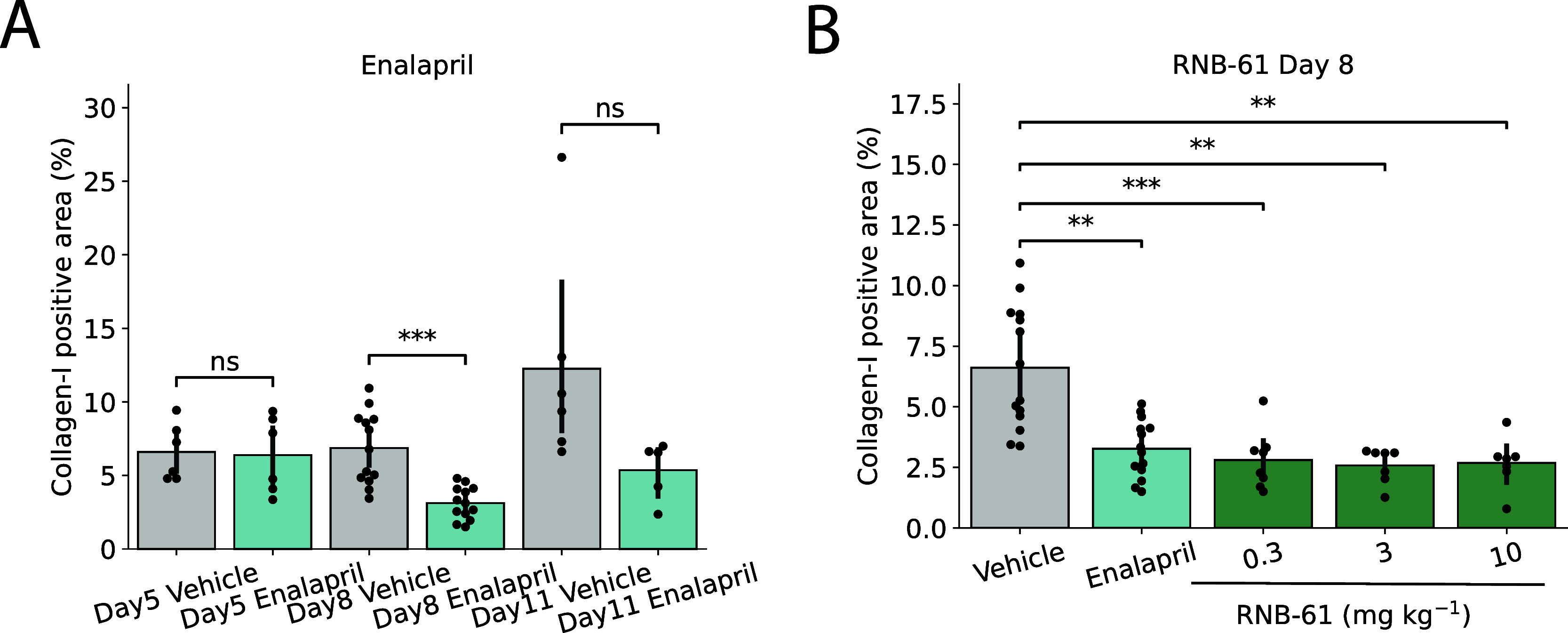 RNB-61 exerts nephroprotective effects in a ureteral obstruction (UOO) rat model of renal fibrosis. (A) Collagen–III-I positive area was assessed at three consecutive time points (d5, d8, and d11) for vehicle controls and rats administered with 32 mg kg–1 of enalapril (n = 6, 13, and 6 for d5, d8, and d11, respectively). No significant difference was observed at d5 and d11, whereas a significant reduction in the collagen-I positive area was observed at d8. (B) The collagen–III-I positive area was assessed after day 8 of the UUO in rats. A significant reduction was observed for enalapril (32 mg kg–1) and for all three doses of RNB-61 (n = 14, 14, 7, 7, and 7 for vehicle, enalapril, and 0.3, 3, and 3 mg kg–1RNB-61, respectively, Mann–Whitney test).