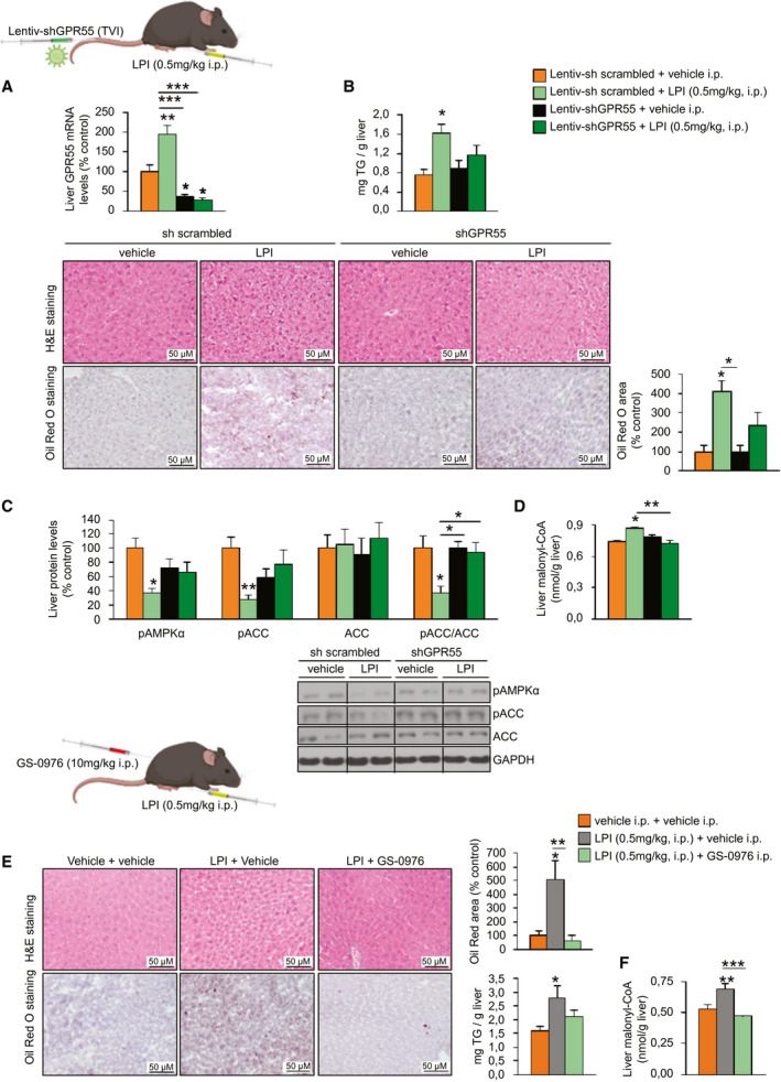 LPI induces hepatic steatosis in a GPR55‐dependent and ACC‐dependent manner in vivo. C57BL/6J mice fed a standard diet randomly received a TVI with Lentiv‐sh scrambled or Lentiv‐shGPR55 and 3 weeks later were treated with either vehicle or LPI (0.5 mg/kg) for 7 days (n = 6). (A) GPR55 mRNA levels in the liver. (B) H&E staining (upper panel) and Oil Red O staining (lower panel) of liver sections. Lipids were quantified and normalized to the total number of nuclei per field. Hepatic triglyceride content was also directly measured. (C) Hepatic protein levels of pAMPKα, pACC, and ACC. (D) Hepatic malonyl‐CoA levels. C57BL/6J mice fed a standard diet were treated daily with the ACC inhibitor GS‐0976 at a dose of 10 mg/kg (or vehicle) for 7 days and were co‐administered either vehicle or LPI (0.5 mg/kg) for the same period (n = 8). (E) H&E staining (upper panel) and Oil Red O staining (lower panel) of liver sections. Lipids were quantified in the Oil Red O staining sections. Hepatic triglyceride content was also directly measured. (F) Hepatic malonyl‐CoA levels. HPRT and GAPDH were used to normalize, respectively, mRNA and protein levels. Dividing lines indicate splicing in the same gel. Data are presented as mean ± SEM. Statistical differences are denoted by *P < 0.05, **P < 0.01, and ***P < 0.001. Abbreviations: ACC, acetyl‐CoA carboxylase; CoA, coenzyme A; GAPDH, glyceraldehyde 3‐phosphate dehydrogenase; GPR55, G protein–coupled receptor 55; H&E, hematoxylin and eosin; HPRT, hypoxanthine‐guanine phosphoribosyltransferase; i.p., intraperitoneally; Lentiv‐shGPR55, lentiviral vector encoding short hairpin RNA against GPR55; Lentiv‐sh scrambled, lentiviral vector encoding scrambled short hairpin RNA; LPI, l‐α‐lysophosphatidylinositol; pACC, phosphorylated ACC; pAMPKα, phosphorylated adenosine monophosphate–activated protein kinase α; TVI, tail‐vein injection.