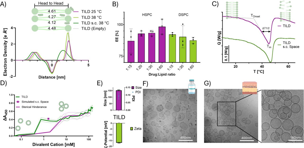 Physicochemical characterization of the drug delivery system TILD (A) Electron density profiles obtained from SAXS measurement at 25 °C and 38 °C and with divalent cations at physiological levels. (B) Encapsulation efficiency (EE%) of buprenorphine within TILD and liposomes where HSPC has been replaced with DSPC at different drug to lipid ratios. (n=3; mean±SD). (C) Thermograms of vesicles indicating phase transition temperature Tm and its onset. (D) Depot formation profiles of TILD along an increasing concentration gradient of divalent cations. A mimicked s.c. space marks a point of depot formation at physiological state (∼1.6 mM Ca²⁺). PEGylated liposomes, which facilitate sterically hindrance, were used as control. (n=3; mean±SD). (E) Vesicle characterization in terms of hydrodynamic diameter, PDI, and surface charge (zeta potential). (n=3; mean±SD) (F) Cryo-TEM images of vesicles under mock storage conditions (G) and vesicles exposed to physiological concentrations of divalent cations (∼1.6 mM Ca²⁺), mimicking the subcutaneous environment, exhibit surface adhesion, forming grape-like aggregates while preserving their membrane integrity.