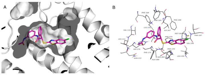 Predicted binding pose of 4l in the catalytic site of CBR1 (PDB:6KPG). Panel (A) CBR1: gray cartoon, binding cavity: gray surface. Panel (B) Residues that interact with 4l: gray lines. (A,B) Compound 4l, magenta stick. (O, red; N, blue; S, yellow; Cl, green).