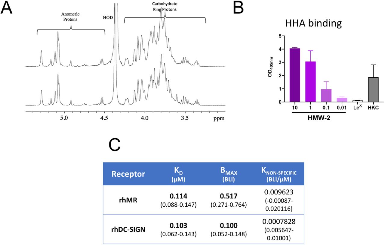 Characterisation of high molecular weight biofilm carbohydrates.A. 1H-NMR spectra from HMW-1 (top) and HMW-2 (bottom) demonstrate that they are very similar and contain primarily carbohydrates composed of α(1-6) linked mannose segments. B. HMW-2 is recognised by the mannose-specific lectin HHA in a lectin binding assay. HHA recognises both (1-3) and (1-6) α-linked mannose structures. LPS-free HMW-2 (Figure S3) and HHA conjugated to alkaline phosphatase were used in these assays. Lewisx-PAA and Heat-Killed Candida albicans (HKC) were negative and positive controls, respectively. Graph shows Mean ± SEM of two independent repeats done in duplicate. C. HMW-2 binds rhDC-SIGN and rhMR. Tetrameric hDC-SIGN, biotinylated and immobilised on a streptavidin sensor and rhMR immobilised on a Ni-sensor were incubated with different HMW-2 concentrations. The table shows equilibrium dissociation constants for the receptor ligand interaction in μM (KD); receptor density on the biosensor surface (BMAX) and non-specific binding (KNON-SPECIFIC). 95% Confidence intervals in µM are shown within brackets.