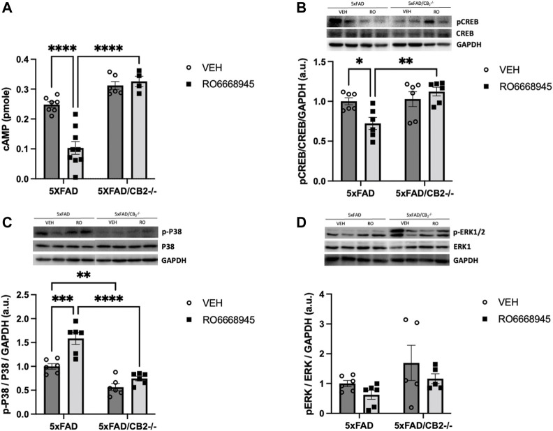Signaling cascades regulated by the activation and deletion of cannabinoid CB2 receptors. (A) cAMP and p-CREB (B) levels were significantly decreased by the treatment with the CB2 agonist, remaining unaltered in samples from CB2-null mice. (C) p-p38MAPK levels were significantly elevated by the exposure to the agonist; in addition, samples from 5xFAD/CB2 -/- mice exhibited significantly lower levels. (D) p-ERK levels were not modified by the treatment with the CB2 agonist or the genetic deletion of the receptor. Two-way ANOVA followed by Tukey’s post-hoc test. *<p0.05; **<p0.01; ***<p0.001; ****<p0.0001. N = 4–9 mice per group. Data represent mean ± SEM.