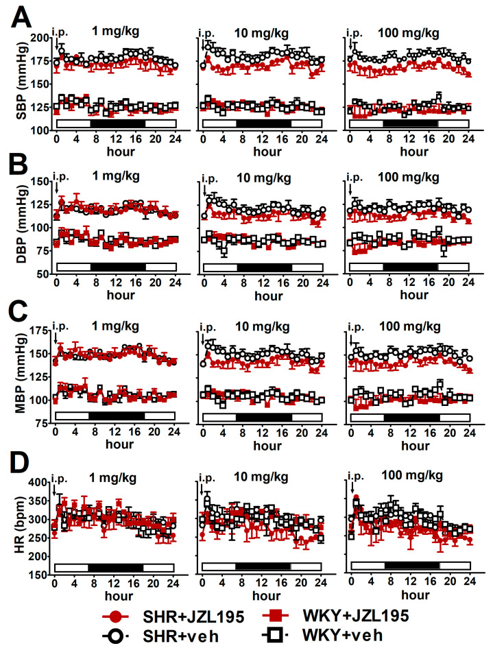 Influence of single administration of JZL195 in increasing doses (1, 10 or 100 mg/kg) or its vehicle on hourly systolic blood pressure (SBP; (A)), diastolic blood pressure (DBP; (B)), mean blood pressure (MBP; (C)) and heart rate (HR; (D)) in spontaneously hypertensive rats (SHR) and normotensive Wistar Kyoto rats (WKY) during 24 h after i.p. injection. Parameters were measured continuously, radiotelemetrically in unrestrained rats and averaged to give hourly values. The white and black bars at the bottom of the graphs represent the light and dark periods of the day, respectively. Data are expressed as the means ± SEM of 3–4 rats per group. In (A–C) all values of BP in SHR were higher than their respective values in WKY with p < 0.001 (for the sake of clarity, we have not marked the respective significance).