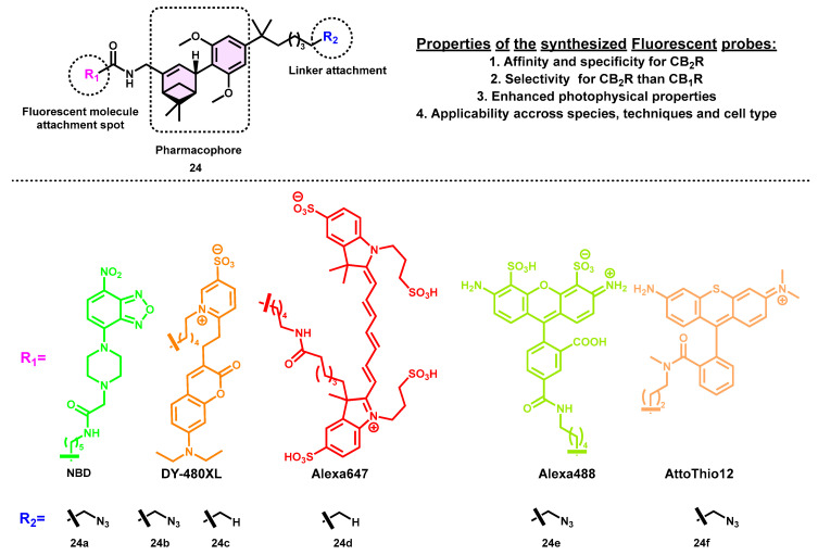 THC-based CB2 selective fluorescent probes and their properties.