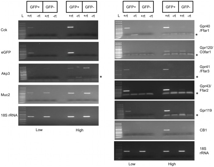 Semi-quantitative RT-PCR on amplified cDNA from sorted cells validates I-cells enriched mRNA transcripts.Semi-quantitative RT-PCR analysis using amplified cDNA from eGFP+ and eGFP− cells. Left panel: eGFP+ cells were highly enriched in mRNA transcripts encoding eGFP and CCK whereas these transcripts were not detected in eGFP− cells. eGFP− cells were enriched in mRNA transcripts encoding AKP3 and MUC2, markers of enterocytes and goblet cells respectively. Right panel: Validation of Gpr40/Ffar1, Gpr120/O3far1, Gpr41/Ffar3, Gpr43/Ffar2, Gpr119 and CB1 mRNA transcripts enrichment in I-cells. 18S rRNA was used as a loading control. PCR products were amplified simultaneously, using different number of cycles (low-for lower number of cycles and high-for higher number of cycles). Equal volumes of each reaction were run on the same 2% agarose gel. L declares Hyperladder V (50–250 bp, Bioline, UK). Asterisk indicates primer dimers.