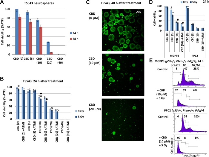 The viability of TS543 human glioma spheroid cultures following treatments with CBD, ATM inhibitor (ATMi), and γ-irradiation (5 Gy), alone or in combination(A) Dose-dependent response of TS543 neurospheres to CBD (0-40 μM). (B) Combined treatment of neurospheres using CBD, γ-irradiation (5 Gy) and ATMi (2 μM). Cell viability assay was performed for TS543 neurosphere cultures 24-48 h after indicated treatments. Pooled results of four independent experiments 24-48 h after treatments are shown. Error bars represent means ±S.D. (p < 0.05, Student's t-test). Stars and squares indicate significant differences in cell viability after specified treatments. (C) CBD-treated (48 h) and control TS543 neurospheres were additionally incubated with CitoTrucker green for 30 min and analyzed using fluorescent microscopy. (D) Effects of CBD (5-10 μM), ATMi (2 μM) and γ-irradiation (5 Gy), alone or in combination, on the viability of mouse MGPP3 and PPC2 glioma neurosphere cultures 24 h after treatment. Pooled results of four independent experiments are shown. Error bars represent means ±S.D. (p < 0.05, Student's t-test). Arrows and stars indicate significant differences in cell viability after specified treatments. (E) Effects of CBD (10 μM) and γ-irradiation (5 Gy) on pre-G1 (apoptotic) levels in MGPP3 and PPC2 glioma cells (adherent culture) 24 h after treatment. Cells were pretreated with 0.1% DMSO (control) or CBD 30 min before irradiation. The nuclei of control and treated cells were stained with PI and DNA content in cells was determined using flow cytometry.