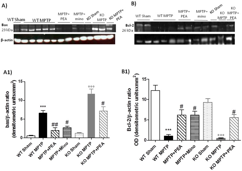 Effects of PEA on apoptosis.By Western blot analysis, Bax expression was appreciably increased in SN from PPARαWT and PPARαWT mice (panels A and A1) after intoxication. On the contrary, PEA treatment prevented the MPTP-induced Bax expression. Moreover, a basal level of Bcl-2 expression was detected in SN from PPARαKO sham-operated mice (panels B and B1). Eight days after MPTP, Bcl-2 expression was significantly reduced in SN from MPTP mice (panels B and B1). PEA significantly reduced the MPTP-induced inhibition of Bcl-2 expression (panels B and B1). The relative expression of the protein bands was standardized for densitometric analysis to β-actin levels, and reported in panel a1 and b1 are expressed as mean ± s.e.m. from n = 5/6 brains for each group. *P<0.01 versus sham, °P<0.01 versus MPTP+vehicle. No positive staining for Bax was observed in the SN tissues from PPARαKO sham-operated mice (C). MPTP caused an increase in Bax expression in PPARαWT (D) and PPARαKO mice. PEA treatment reduced the degree of positive staining for Bax in SN from PPARαWY (E). On the contrary, positive staining for Bcl-2 was observed in the brain from PPARαKO sham-operated mice (F) while the staining was reduced in MPTP PPARαWT (G) and significantly reduced in PPARαKO ice (H). PEA treatment attenuated the loss of positive staining for Bcl-2 in SN from MPTP-subjected PPARαWT mice (I). The assay was carried out by using Optilab Graftek software on a Macintosh personal computer (CPU G3-266). *p<0.01 vs. Sham. °p<0.01 vs MPTP+vehicle.