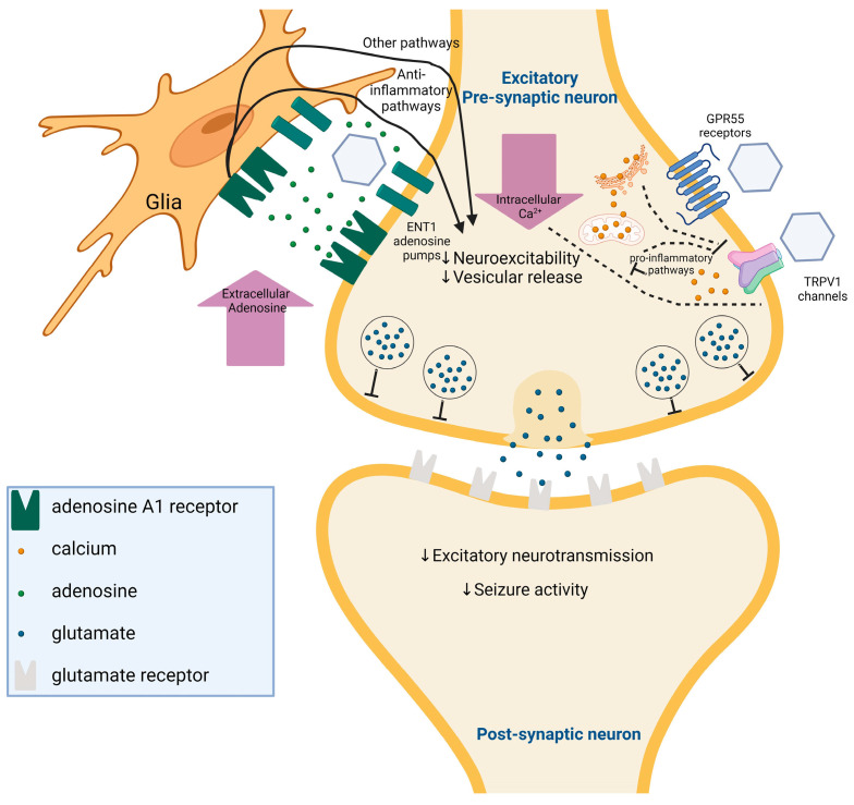 The possible mechanisms of action of CBD in epilepsy [105].