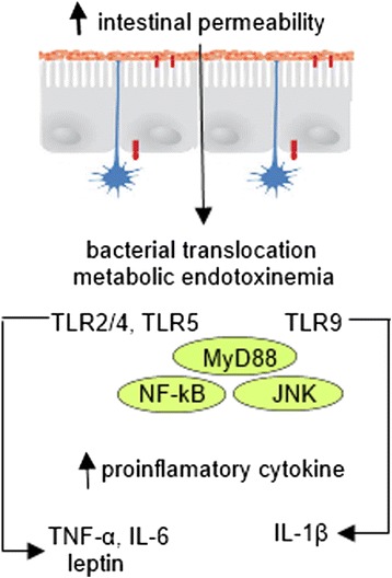 Interaction between gut microbiota, host innate immunity and metabolic inflammation