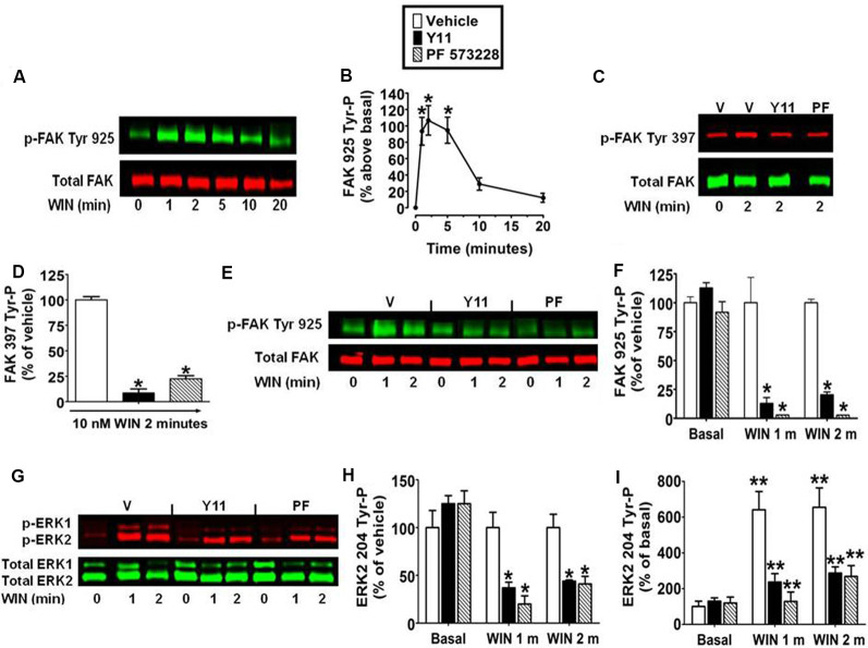 Inhibition of focal adhesion kinase (FAK) 925 Tyr-P abrogates CB1-stimulated ERK2 204 Tyr-P in N18TG2 cells. Cells were treated with 0.01 μM WIN55212-2 (WIN) at 37°C for 1, 2, 5, 10, or 20 min (m). (A,B) Cell lysates were analyzed using western blots and representative blot images and analysis of FAK 925 Tyr-P (normalized to total FAK levels) are shown. *p < 0.01 indicates significantly different from basal/time 0 using Student’s t-test. (C–I) Cells were pretreated for 15 m with 10 nM FAK inhibitor [Y11 or PF 573228 (PF)] before treatment with 0.01 μM WIN. Cell lysates were analyzed using western blots and representative blot images and analysis of (C,D) FAK 397 Tyr-P, (E,F) FAK 925 Tyr-P, and (G–I) ERK2 204 Tyr-P (normalized to total FAK or ERK2 levels) are shown. Data are reported as mean ± SEM of (B) the % change over basal FAK 925 Tyr-P, (D,F,H) the % of vehicle-treated FAK 397, FAK 925 and ERK2 204 Tyr-P at the same time point, and (I) the % of basal/time 0 from three separate experiments. For 2C-I, significance was assessed using One Way ANOVA followed by Dunnett’s multiple comparisons posthoc test [*p < 0.01 indicates significantly different from vehicle-treated (at the same time point); **p < 0.05 indicates significantly different from basal/time 0]. For each dataset, cells were cultured and experiments were completed on at least three separate occasions.