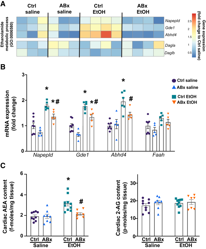 A single alcohol binge significantly increases myocardial levels of anandamide (AEA) in the control (ctrl)–pretreated group but not in the antibiotic (ABx)–pretreated group. A: Heat map of cardiac gene expression (fold change relative to the control saline group) for genes involved in ethanolamide metabolic pathways [Gene Ontology (GO):0006580, https://biit.cs.ut.ee/gprofiler/gost, last accessed November 1, 2025]. B: Cardiac mRNA levels of genes involved in anandamide synthesis (Napepld, Gde1, and Abhd4) and degradation (Faah) in mice gavaged with either saline or alcohol [ethanol (EtOH)], with or without antibiotic pretreatment (ABx or control, respectively). C: Myocardial levels of AEA and 2-arachidonoyl glycerol (2-AG), 3 hours after the administration of saline or alcohol (ethanol), with or without antibiotic pretreatment (ABx or ctrl, respectively). Data are presented as individual values with group means ± SEM (B and C). n = 5 to 10 (B and C). ∗P < 0.05 versus corresponding saline group; #P < 0.05 versus ctrl ethanol group (two-way analysis of variance, Bonferroni multiple comparison test).