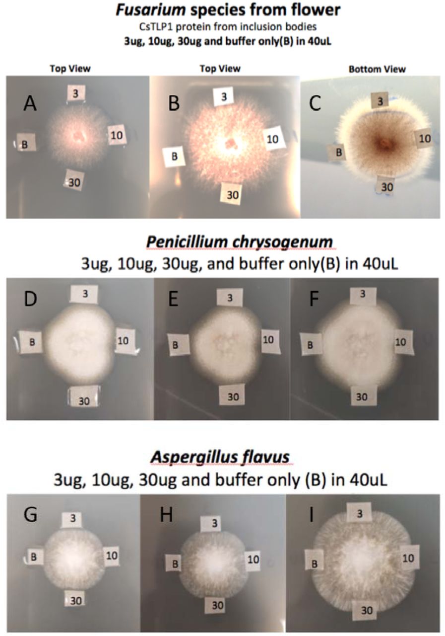 Fungicidal assay of E. coli expressing CsTLP1 as described by Misra et al.(Misra et al. 2016) A, B, C) Cannabis derived Fusarium oxysporum (qPCR confirmed) grown on potato dextrose agar and treated with varying concentrations of TLP. D, E, F) Penicillium chrysogenum (ATCC #18476) and G, H, I) Aspergillus flavus (ATCC #16870) and were grown for 48 hours on potato dextrose agar to create a seed colony for exposure to peripheral Whatman paper soaked in thaumatin-like proteins (TLPs) (top: 3 μg in 40 μl-1 of CsTLP1; right: 10 μg in 40 μl-1 of CsTLP1; bottom: 30 μg in 40 μl-1 CsTLP1; left: vehicle control in buffer). CsTLP protein was applied to sterile Whatman paper and placed near organisms growing on potato dextrose agar. Results are shown after approximately 24 h (left), 36h (middle) and 48h (Right). Note, imaging times varied between organisms as each organism grows at a different rate. Limited fungicidal activity is observed with non-dialyzed CsTLP protein. CsTLP1 underwent dialysis to reduce 500mM NaCl concentration for further experiments.