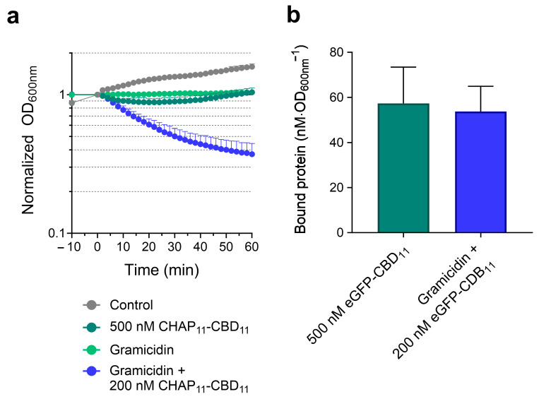 PMF dissipation with gramicidin facilitates peptidoglycan cleavage by CHAP11-CBD11. (a) Cells of strain RN4220 were untreated or treated with gramicidin and then incubated with 500 and 200 nM of eGFP-Ami11-CBD11, respectively. Only the condition gramicidin + 200 nM Lys11 caused obvious cell lysis. The data represent means ± standard deviation from at least 5 independent experiments. (b) In the corresponding binding assay with eGFP-CBD11, the two conditions resulted in similar amounts of fluorescent protein bound to cells (no significant difference according to Student’s t-test). The data represent means ± standard deviation from 7 independent experiments.