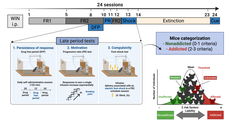 Timeline of the experimental sequence in the cannabinoid addiction mouse model.An intraperitoneal injection of WIN 55,212-2 (0.1 mg/kg) is administered 24 h before the first self-administration session to minimize the aversive effects of the initial cannabinoid exposure. During the first week of operant training, mice acquire WIN 55,212-2 self-administration under fixed-ratio (FR) schedules, with 5 sessions at FR1 followed by 5 sessions at FR2. Sessions 1–10 and 12 include a 15-min drug-free period (DFP), but only the latest 8–10 sessions are used to quantify persistence of responding, the first addiction-like criterion. In session 11, motivation for WIN 55,212-2 is assessed using a progressive-ratio (PR) schedule, providing the second criterion. FR2 session is then re-established in session 12 to stabilize responding before punishment testing. In session 13, compulsivity-like behavior is evaluated in a foot-shock punishment test, yielding the third diagnostic criterion and allowing classification of mice as addicted or non-addicted. Extinction training is conducted in sessions 14–23, and in session 24, a cue-induced reinstatement test is performed to probe relapse-like drug seeking and obtain the parameters related to craving.