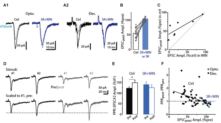 Evidence for DSE mediated by presynaptic CB1-Rs in dSACs. (A1) Light-evoked CFF-EPSCs recorded from a dSAC prior to (darker traces) and 2.5 s after a 5 s depolarization (lighter traces) under control conditions (left) and in the presence of the CB1-R antagonist SR (right; SR solution contains WIN). Traces reflect means of 3–10 trials. (A2) Results from a second experiment like (A1) except that the CFF-EPSCs were evoked by electrical stimulation in aPC. (B) Summary from eight experiments similar to (A1,A2) showing that SR (n = 4) or SR+WIN (n = 4) fully reverses the effect of the depolarization on the CFF-EPSC. Filled symbols: electrical stimulation; open symbols: light stimulation. *p < 0.02, n = 8. (C) Comparison of the effects of prolonged depolarization of the test dSAC vs. application of the CB1-R agonist WIN on CFF-EPSCs (in the absence of depolarization). Each data point reflects one of seven recordings in which both were monitored. Line: linear regression fit, R2 = 0.67, p < 0.02, n = 7). Dotted line: unity. (D) CFF-EPSCs in a dSAC evoked by paired electrical stimulation recorded before (left, darker traces) and 2.5 s after (right) a 5-s depolarization. Top traces: averages of 10 trials; bottom: same traces scaled to the peak amplitude of the first EPSC. Note the increase in PPR for EPSCs evoked following the depolarization. The two-stimulus bursts used to estimate PPR before and after the depolarization were separated by 250 ms in these experiments. (E) Summary of effects of prolonged depolarization on PPR. Results reflect 43 experiments in which PPRs were measured before and after the depolarization under control conditions (left) and four experiments in which the same measurements were made in SR+WIN (right). *p = 0.012 in paired t-test, n = 43. (F) The effect of the 5-s depolarization on PPR of the CFF-EPSCpost (Y-axis: “PPRpost /PPRpre”) was correlated with its effect on the peak amplitude of the first EPSC. Each data point reflects a single experiment (averages of 3–23 trials) conducted under control conditions (black points) or in SR+WIN (blue points). Line: linear regression of the combined control and SR+WIN data (R2 = 0.23, p < 0.001, n = 43).