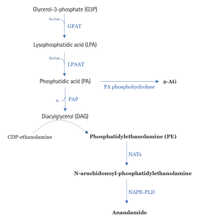 Synthesis of 2-arachidonyl glycerol (2-AG) and anandamide (AEA). Glycerol-3-phosphate (G3P) by acyl-CoA:glycerol-3-phosphate acyltransferase (GPAT) action produces lysophosphatidic acid (LPA), and its acylation by acyl-CoA:lysophosphatidic acid acyltransferase (LPAAT) creates phosphatidic acid (PA). This molecule can be converted into 2-AG by PA phosphohydrolase or into diacylglycerol (DAG) by phosphatidic acid phosphatase (PAP). DAG will then interact with cytidine 5’-diphosphate (CDP)-ethanolamine, producing phosphatidylethanolamine (PE) that will be converted into N-arachidonoyl-phosphatidylethanolamine (NAPE) by NAT. Finally, NAPE-PLD will convert NAPE into AEA.