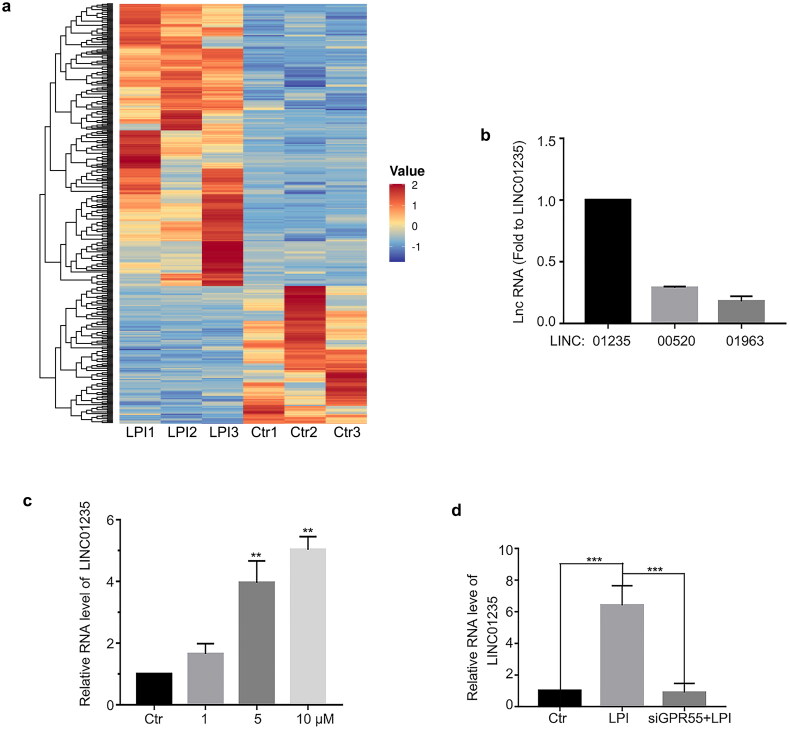 LPI promoted the expression of LINC01235. (a) Gene cluster analysis was conducted based on the FPKM value of each sample. The X-axis represents the different samples, whereas the Y-axis represents DEGs. The colour (from blue to red) represents DEG expression intensities from low to high. (b) Based on these results, we verified the significantly upregulated genes. (c) RT-PCR analysed LINC01235 expression after LPI treatment for 18 h. (d) HAECs were transfected with siGPR55 (60 nM) for 24 h and then treated with LPI (10 μM) for 18 h. RT-PCR analysed LINC01235 expression. Data are represented as mean ± SD (**p < .01 and ***p < .001, n = 3).