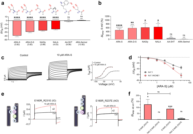Effect of endocannabinoid head group properties and KCNE1 for the ARA-S effect. Effect of indicated arachidonic acid-based compounds on hKV7.1 or hKV7.1/KCNE1 expressed in Xenopus oocytes and studied with the two-electrode voltage clamp technique. a and b) Mean ΔV50 (a) and ΔIamp at 0 mV (b) induced by 10 μM of ARA-S, ARA-D-S, NAGly, NALA, AA-5HT and ARA-Serinol on hKV7.1/KCNE1. Statistics indicate one-sample t test compared to a hypothetical value of 0 (i.e. no change in V50 or current amplitude). ∗ denotes P < 0.05, ∗∗ denotes P < 0.01, ∗∗∗∗ denotes P < 0.0001. P > 0.05 (ns). Data shown as mean ± SEM. n = 6–12. The molecular structure of the head groups of the listed compounds is shown on the top in panel A. In brackets is the calculated pKa value in solution of each compound. c) Representative traces of hKV7.1 currents under control conditions and in the presence of 10 μM ARA-S and corresponding G(V) curve. For this specific cell: V50;ctrl = −31.3 mV, Itailmax;ctrl = 1.2 μA, V50;ARA-S = −53.6 mV, Itailmax;ARA-S = 1.8 μA. Currents were generated in steps from −80 to +50 mV in 10 mV steps, followed by a tail voltage of −20 mV. The holding voltage was −80 mV. d) Concentration-response relation for the V50 effect of 10 μM ARA-S on KV7.1 with and without KCNE1. Best fit for KV7.1: EC50 = 6 μM, ΔV50, max = −44.7 mV. Data shown as mean ± SEM; n = 4–12. e) Representative effect of 10 μM ARA-S on KV7.1_E160R_R231E and KV7.1_E160R_R237E mutants. Currents were elicited by stepping to +40 mV for 4 s followed by a tail voltage at −40 mV. Cartoon schematics illustrate IO-locked and AO-locked mutants. f) Averaged percentage of ARA-S induced current increase at the end of the pulse to +40 mV for KV7.1_E160R_R231E and KV7.1_E160R_R237E and time-match controls for respective mutants. Statistics indicate one-sample t test compared to a hypothetical value of 0 and student's t test to compare between KV7.1_E160R_R231E and KV7.1_E160R_R237E. ∗ denotes P < 0.05, ∗∗∗ denotes P < 0.001. P > 0.05 (ns). Data shown as mean ± SEM; n = 3–9.